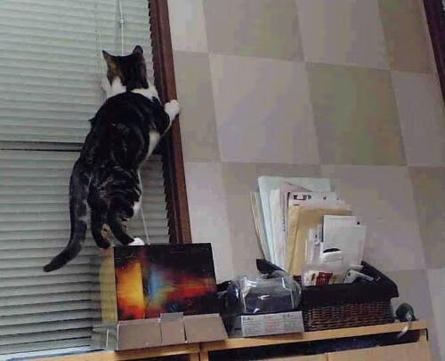 乌干达女篮在非洲锦标赛中持续进步,体育水平在不断提升,带你一起看非洲乌干达