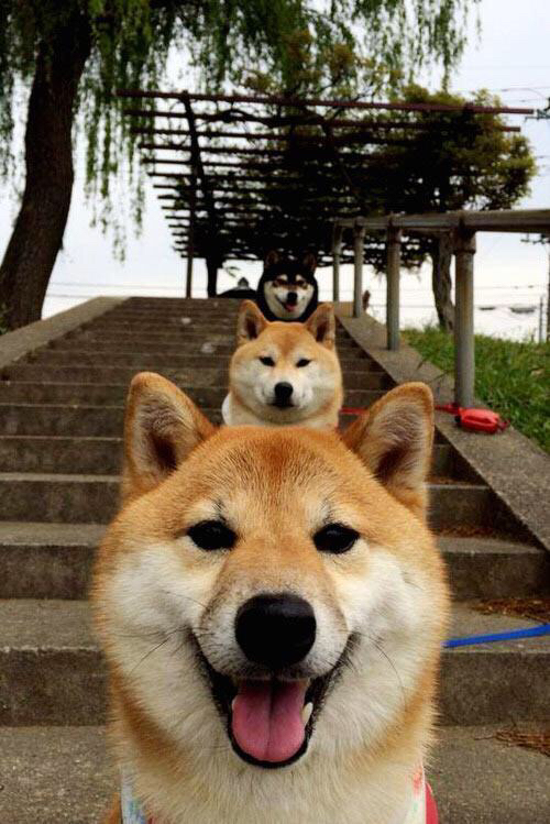 意甲豪门大换血,新援表现引关注,意甲豪门有哪些