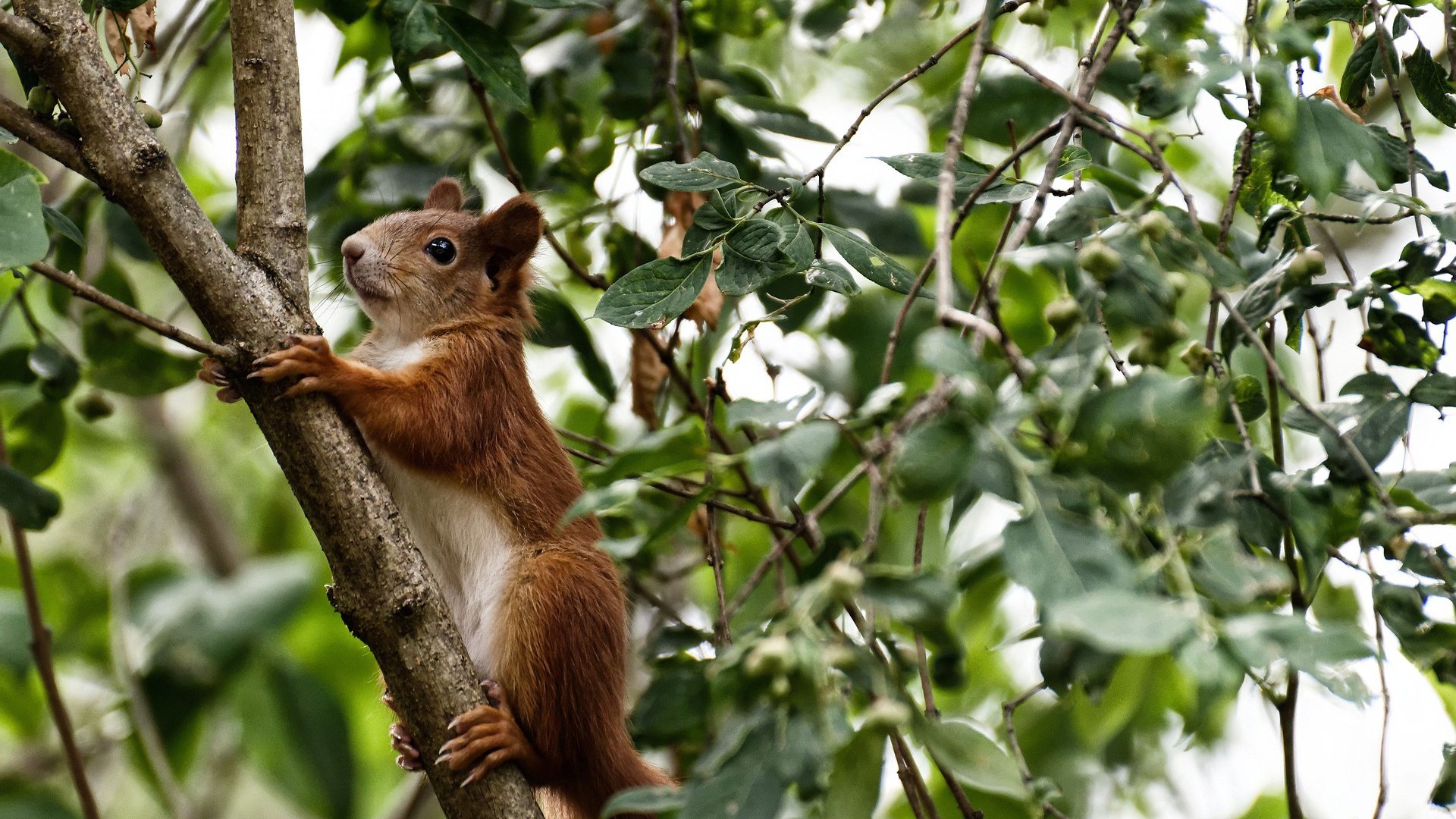 -皇马青训基地产出新星，未来可期