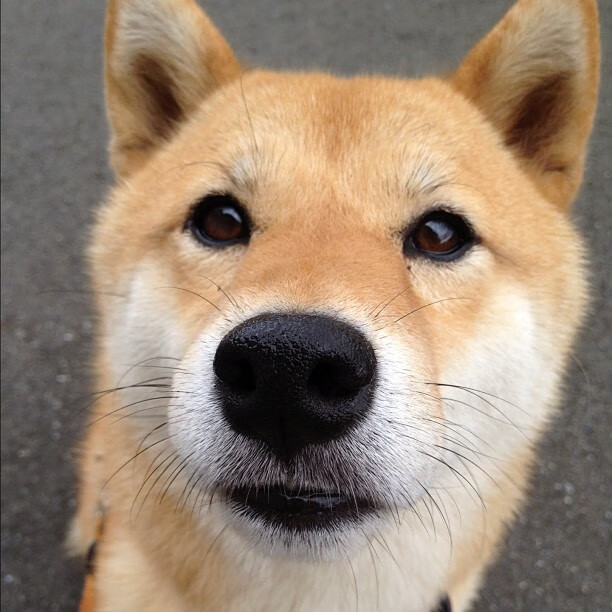 职业联赛联盟发布新赛季门票预售政策,lol职业联赛门票