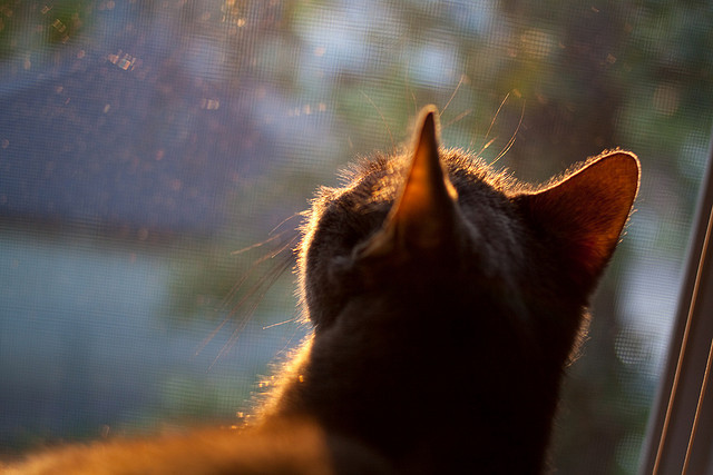 鹈鹕训练现场展示高强度快攻转化练习,鹈鹕战术