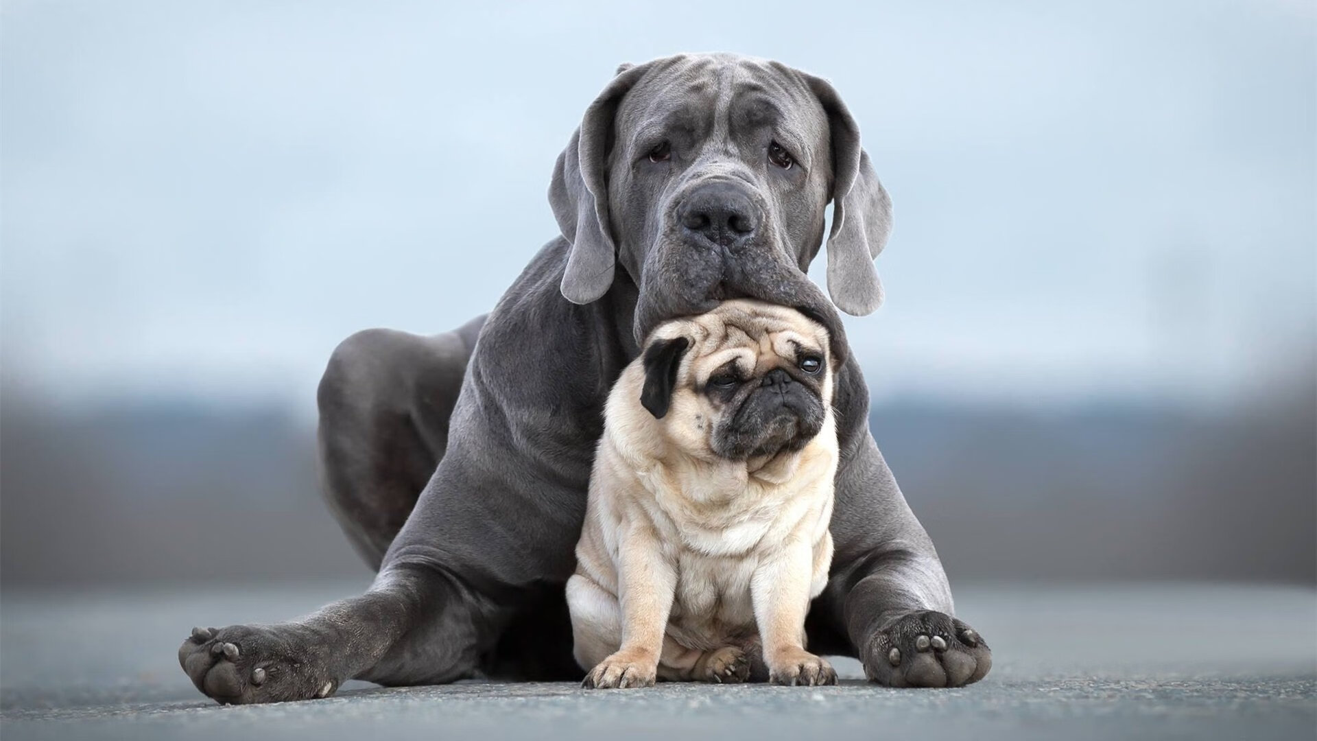 中国篮球是否推动地区赛区文化品牌统一输出,篮球中国区域联赛